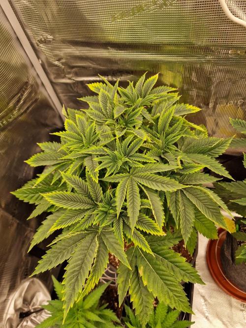 Chicken n’ Wafflez by Humboldt (HSC) #2. Week 6