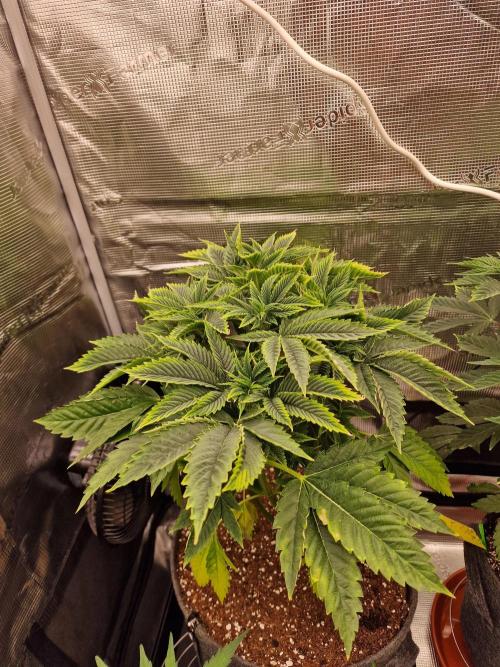 Chicken n’ Wafflez by Humboldt (HSC) #2. Week 6