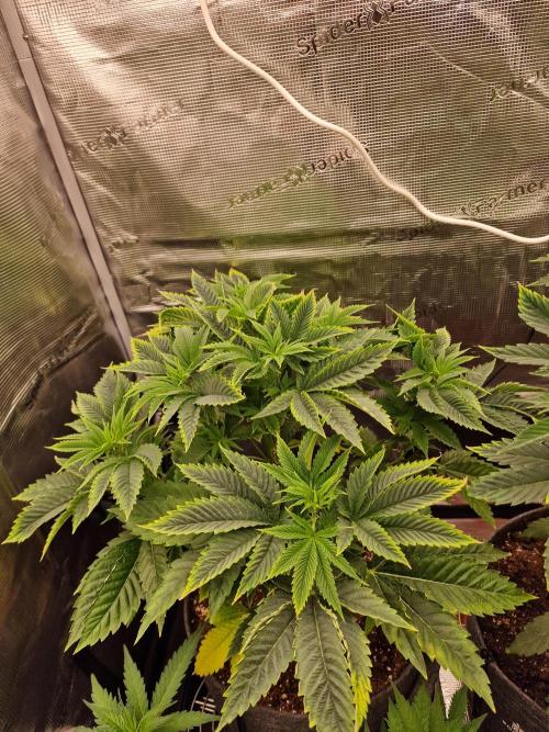 Chicken n’ Wafflez by Humboldt (HSC) #2. Week 6
