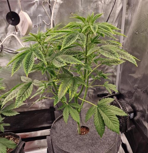 Mango sherbert by HSC. Week 6