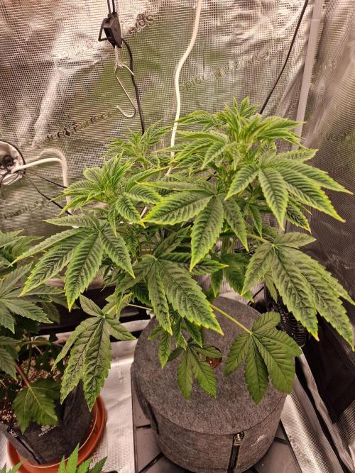 Mango sherbert by HSC. Week 6