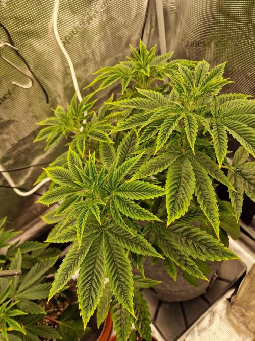 Mango sherbert by HSC. Week 6