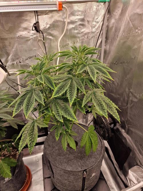 Mango sherbert by HSC. Week 6