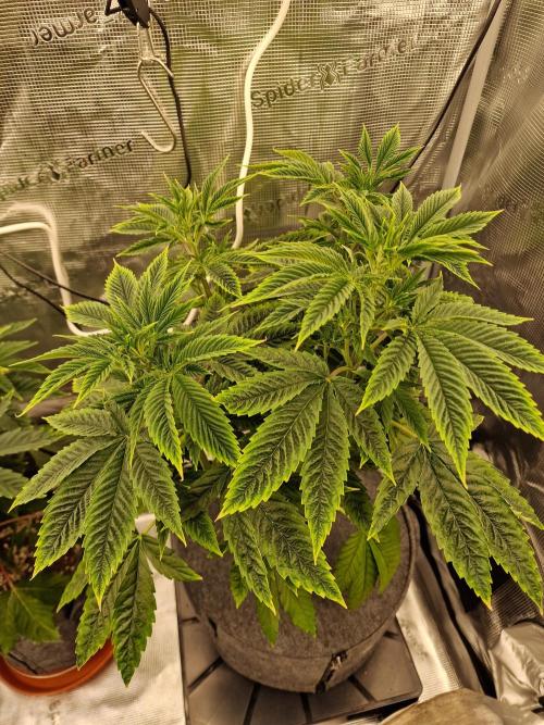 Mango sherbert by HSC. Week 6