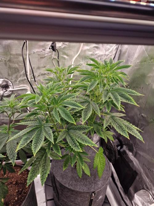 Mango sherbert by HSC. Week 6