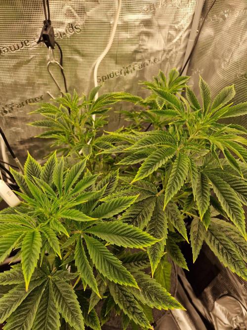 Mango sherbert by HSC. Week 6