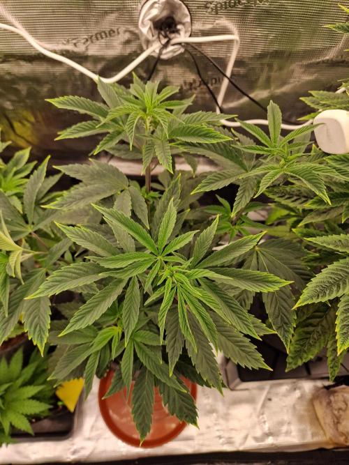 Nutter Budder (free gift) by HSC. Week 6