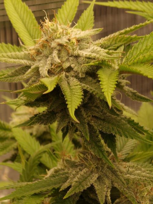 California Octane by HSC. Week 12