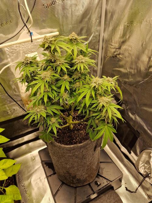 California Octane by HSC. Week 12