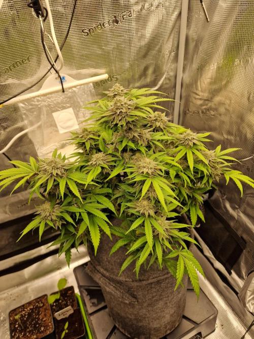 California Octane by HSC. Week 12
