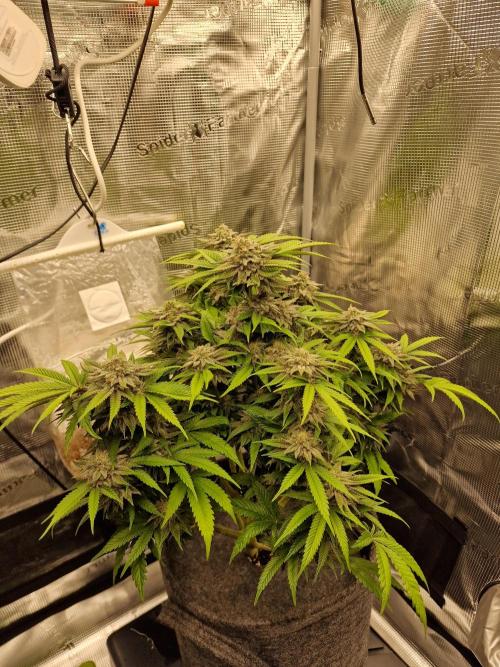 California Octane by HSC. Week 12
