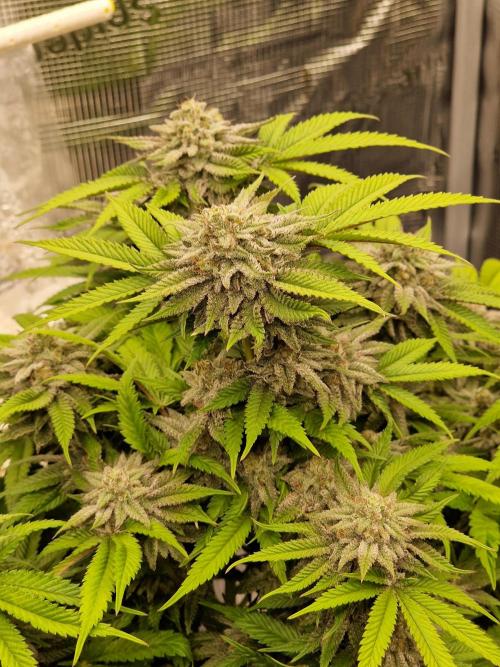 California Octane by HSC. Week 12