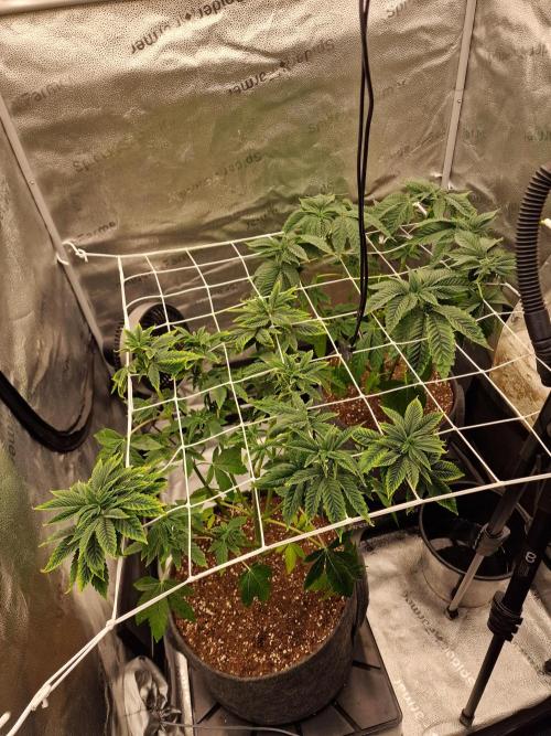 Candy Hustle by HSC. Week 8