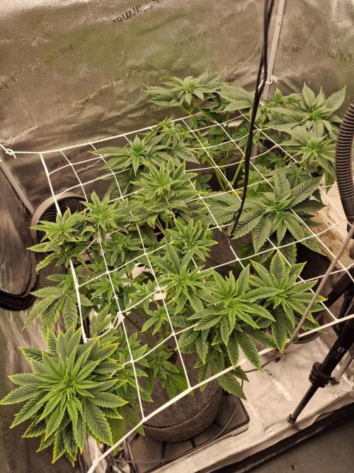 Candy Hustle by HSC. Week 8