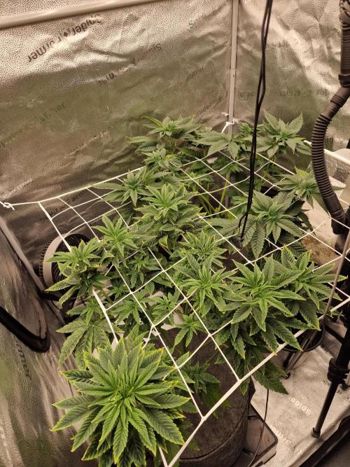 Candy Hustle by HSC. Week 8