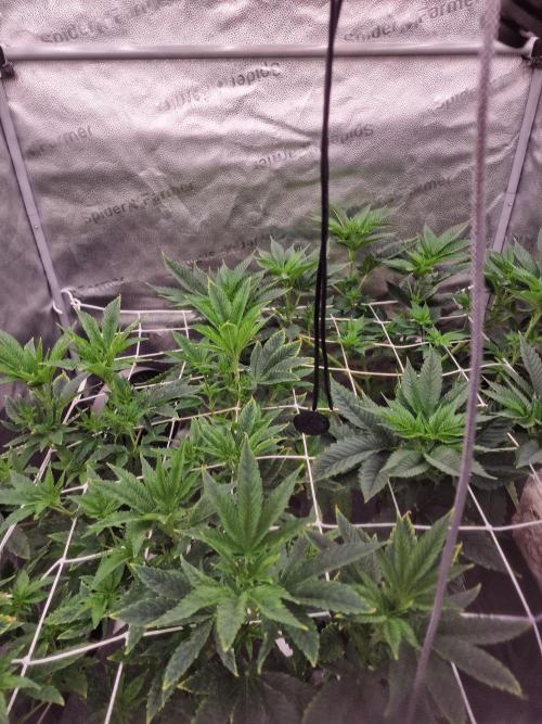 Candy Hustle by HSC. Week 8