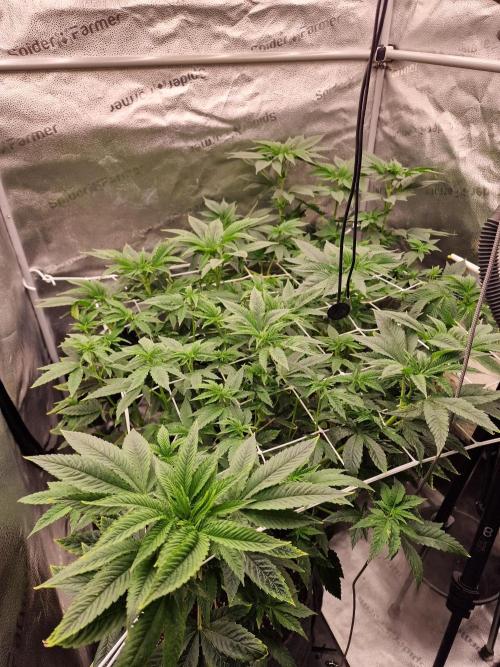 Candy Hustle by HSC. Week 8