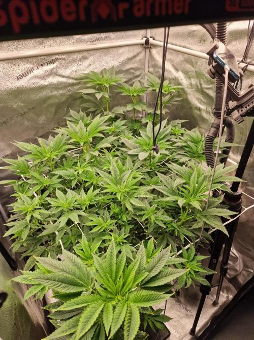 Candy Hustle by HSC. Week 8