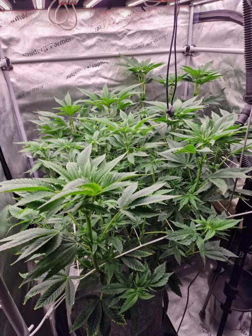 Candy Hustle by HSC. Week 8