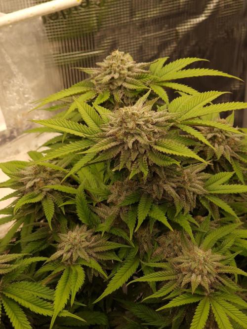 California Octane by HSC. Week 13