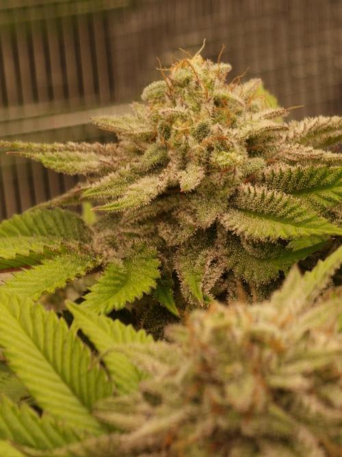 California Octane by HSC. Week 13