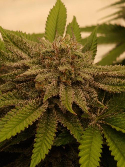 California Octane by HSC. Week 13