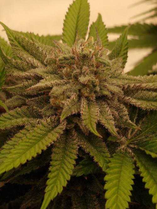 California Octane by HSC. Week 13