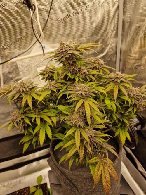 California Octane by HSC. Week 13