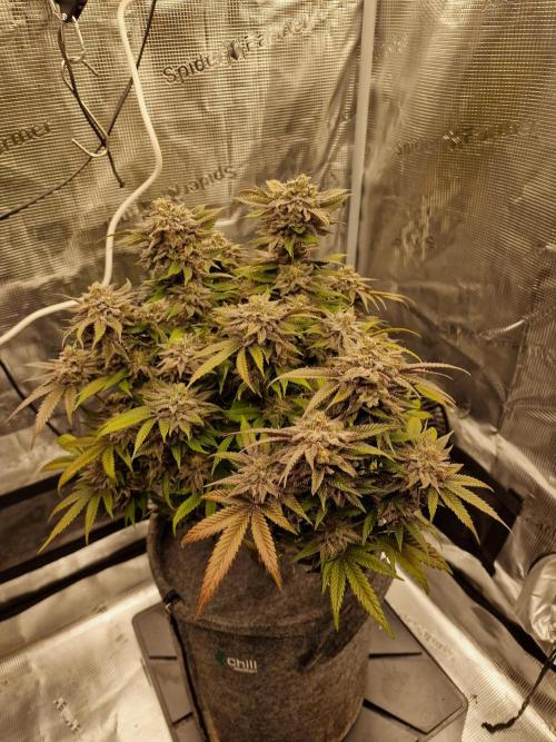 California Octane by HSC. Week 13