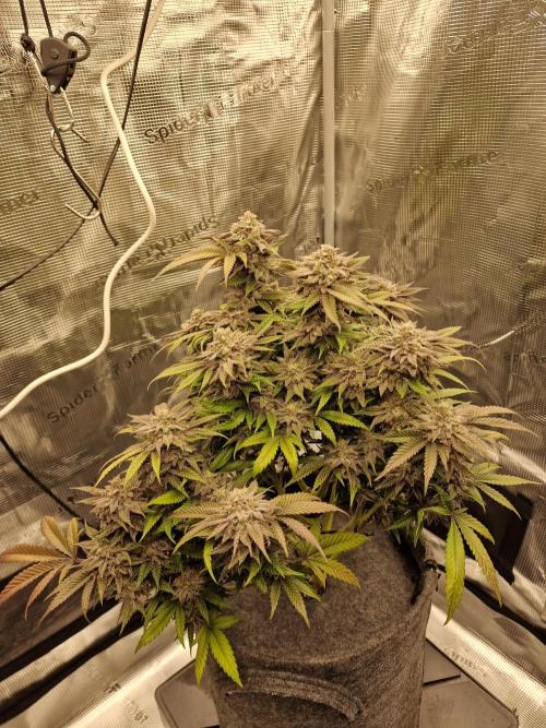 California Octane by HSC. Week 13
