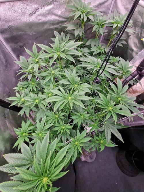 Candy Hustle by HSC. Week 9