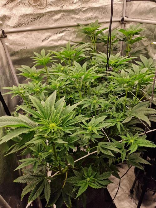 Candy Hustle by HSC. Week 9