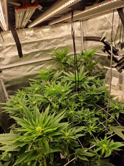 Candy Hustle by HSC. Week 9