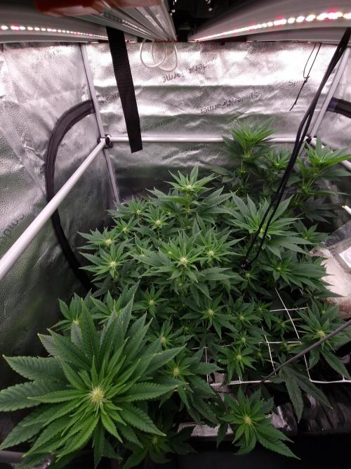 Candy Hustle by HSC. Week 9