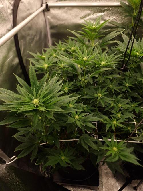 Candy Hustle by HSC. Week 9