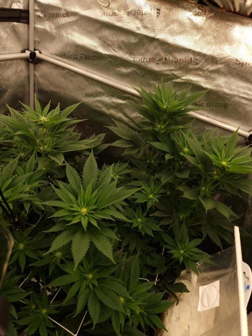 Candy Hustle by HSC. Week 9