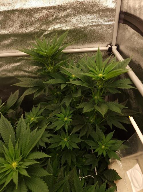 Candy Hustle by HSC. Week 9
