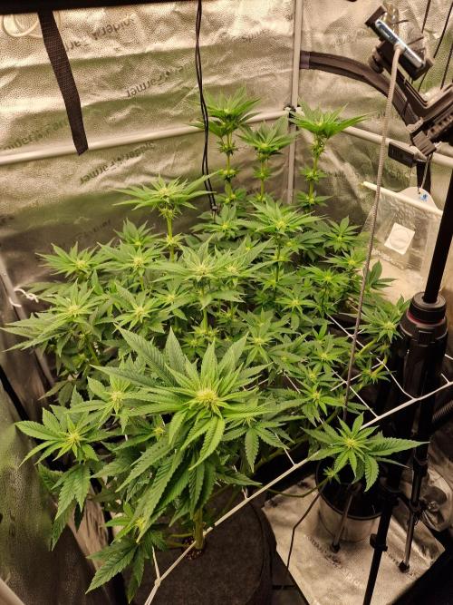 Candy Hustle by HSC. Week 9