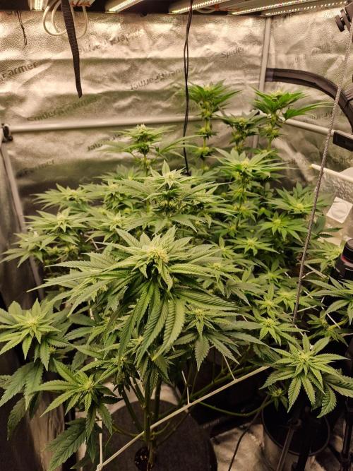 Candy Hustle by HSC. Week 9