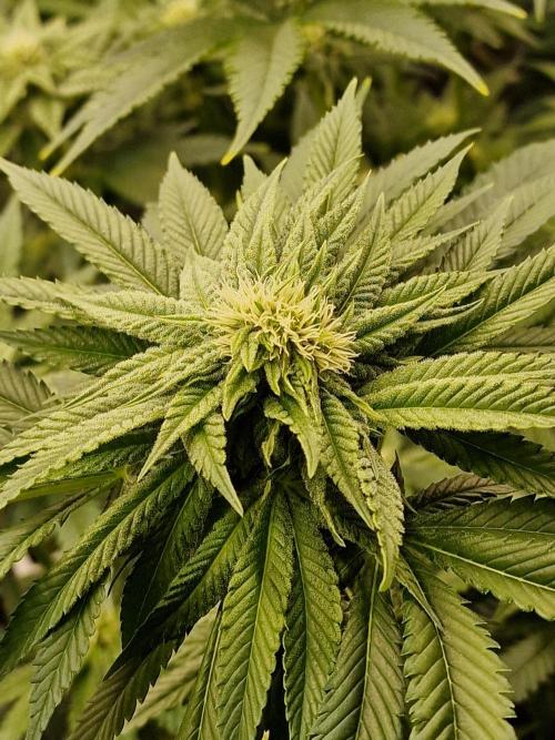 Candy Hustle by HSC. Week 9