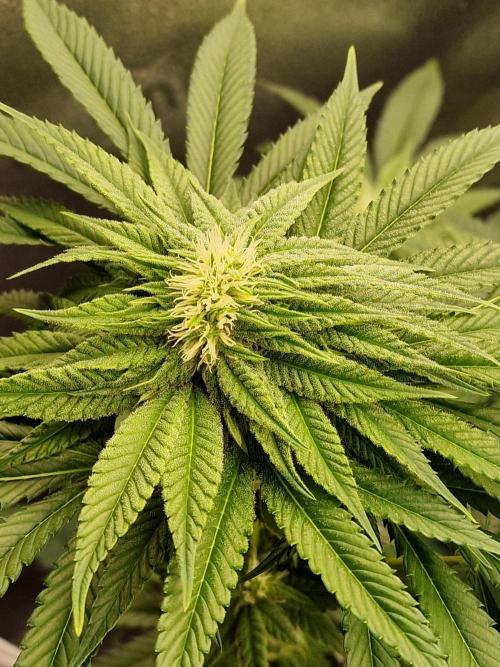 Candy Hustle by HSC. Week 9