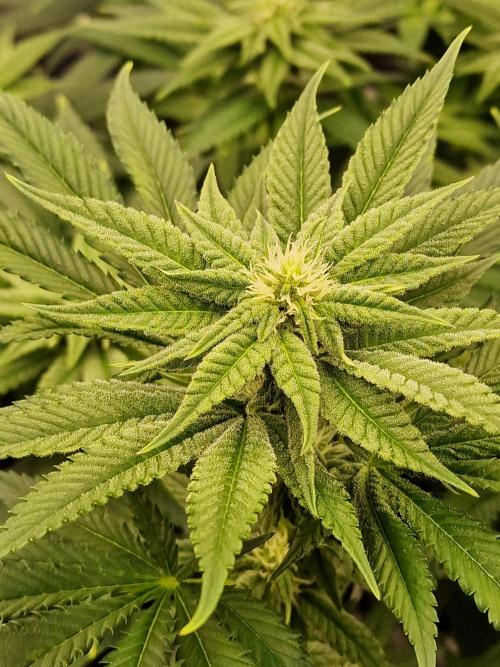 Candy Hustle by HSC. Week 9