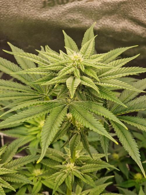 Candy Hustle by HSC. Week 9