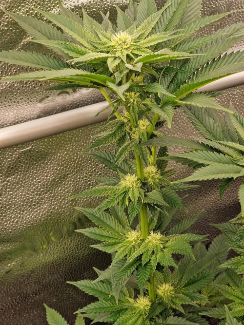 Candy Hustle by HSC. Week 9