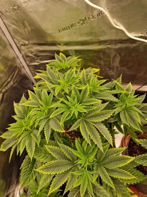 Chicken n’ Wafflez by Humboldt (HSC) #2. Week 7