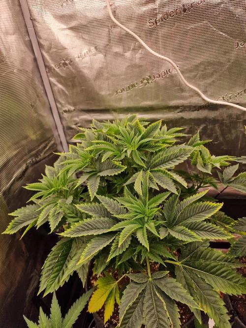 Chicken n’ Wafflez by Humboldt (HSC) #2. Week 7