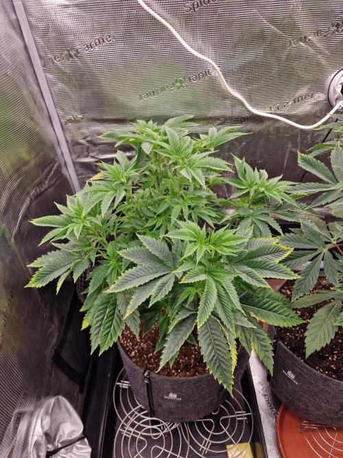 Chicken n’ Wafflez by Humboldt (HSC) #2. Week 7