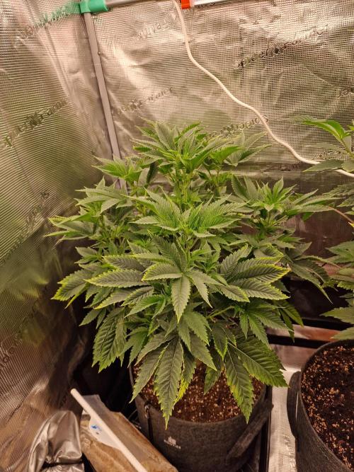 Chicken n’ Wafflez by Humboldt (HSC) #2. Week 7