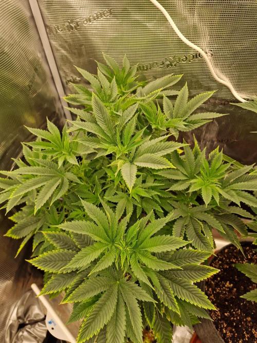 Chicken n’ Wafflez by Humboldt (HSC) #2. Week 7