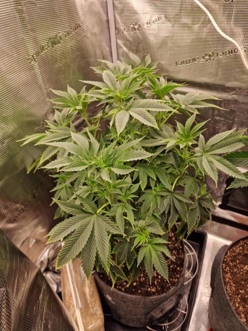 Chicken n’ Wafflez by Humboldt (HSC) #2. Week 7